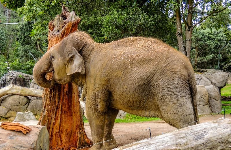 Auckland Zoo