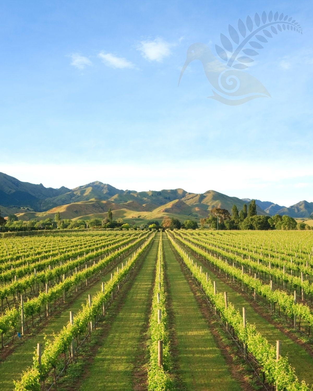 Hawke's Bay vineyard