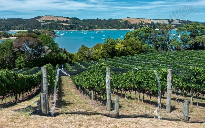 Waiheke Island vineyard tasting