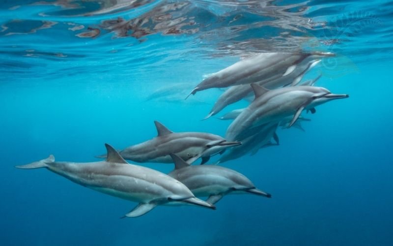 Swimming with dolphins Bay of Islands