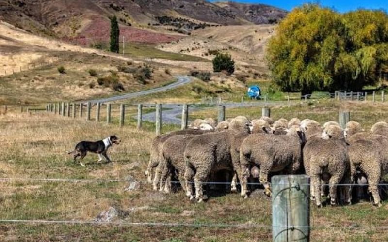Canterbury high country sheep station