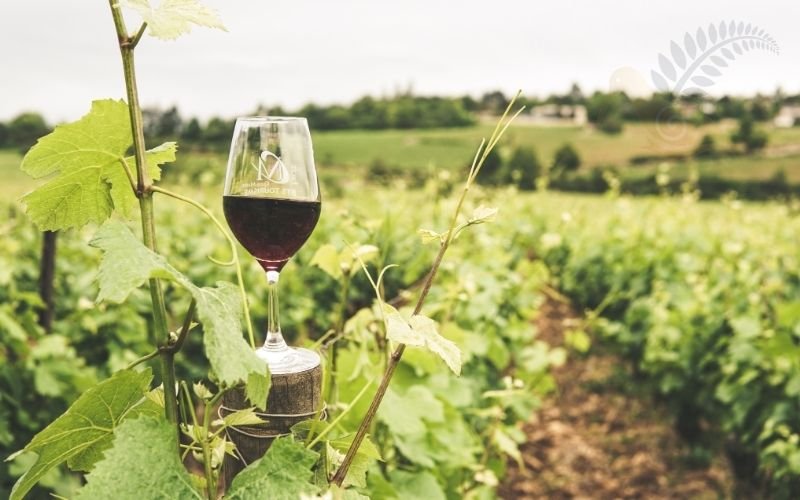 Central Otago vineyard wine tasting